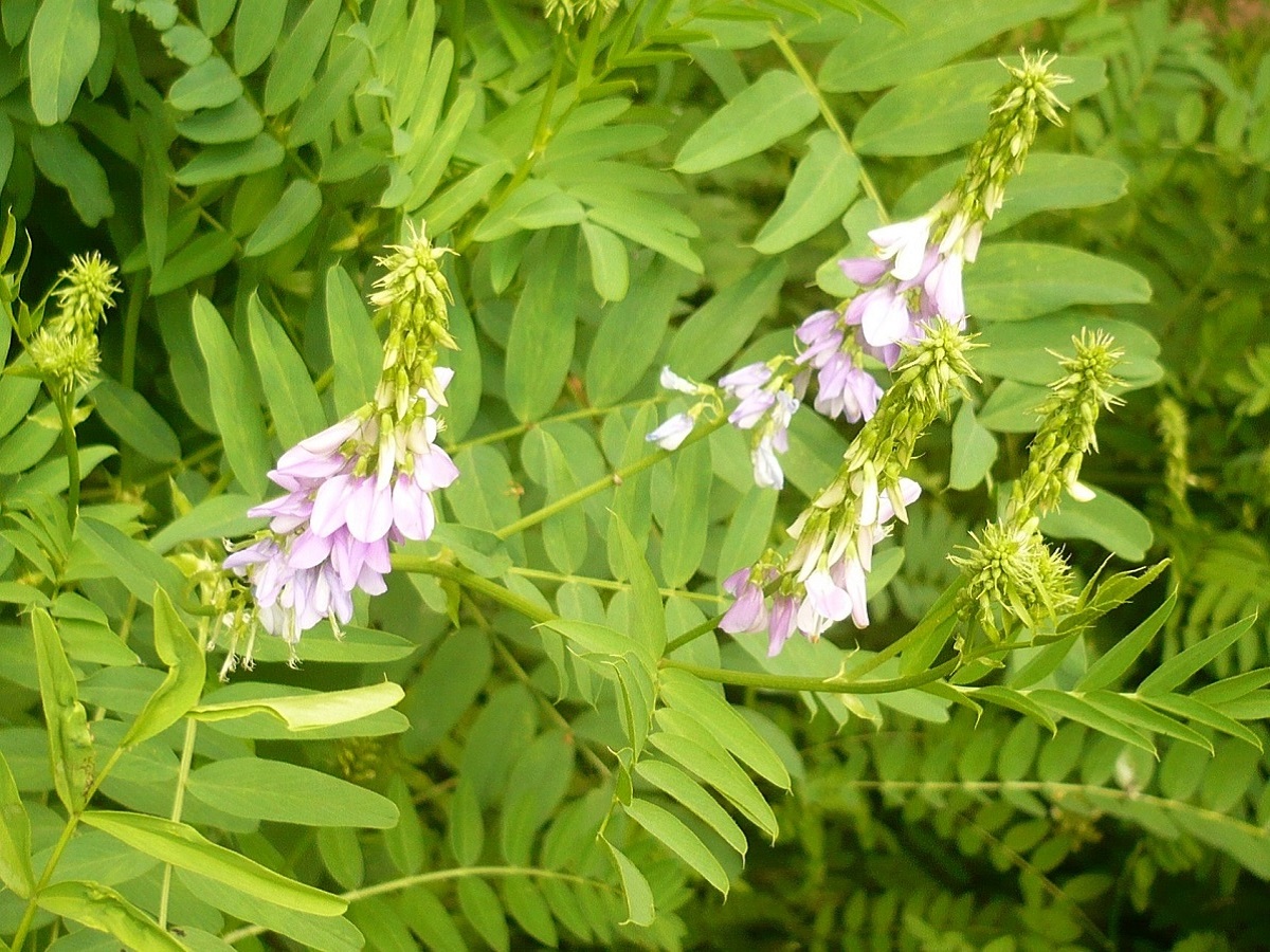Galega officinalis (Fabaceae)